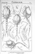 Biletresultat for Leptostylis ampullacea Familie. Storleik: 120 x 185. Kjelde: www.alamy.com