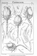 Afbeeldingsresultaten voor "leptostylis Ampullacea". Grootte: 122 x 185. Bron: www.alamy.com