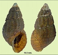 Image result for Prismatopus albanyensis. Size: 194 x 185. Source: jaxshells.org