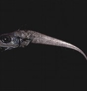 Afbeeldingsresultaten voor "trachyrhynchus Murrayi". Grootte: 176 x 185. Bron: www.descna.com