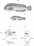 Image result for Parablennius sanguinolentus Anatomie. Size: 136 x 185. Source: www.semanticscholar.org