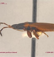 Afbeeldingsresultaten voor Archiconchoecetta Gastrodes Rijk. Grootte: 176 x 185. Bron: www.zoology.ubc.ca