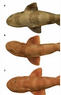 Image result for "scyliorhinus Meadi". Size: 120 x 185. Source: www.researchgate.net