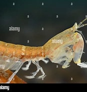 Image result for Rissoides desmaresti. Size: 174 x 185. Source: www.alamy.com