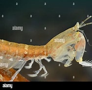 Image result for "rissoides Desmaresti". Size: 188 x 185. Source: www.alamy.com