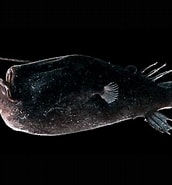 Afbeeldingsresultaten voor Triplewart Seadevil Genus. Grootte: 172 x 185. Bron: fishesofaustralia.net.au