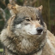 Bildresultat för Wolf West-Europa Oosten van Rusland. Storlek: 185 x 185. Källa: marcoalpha.blogspot.com
