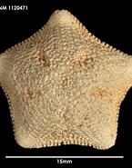 Afbeeldingsresultaten voor Asterina fimbriata Wikipedia. Grootte: 145 x 185. Bron: www.marinespecies.org