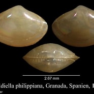 Image result for "yoldiella Philippiana". Size: 185 x 185. Source: www.marinespecies.org