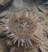 Afbeeldingsresultaten voor zeedahlia Habitat. Grootte: 171 x 185. Bron: duikeninbeeld.tv
