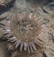 Image result for zeedahlia. Size: 173 x 185. Source: duikeninbeeld.tv