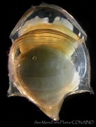 Afbeeldingsresultaten voor "cavolinia uncinata pulsatapusilla Pulsatoides". Grootte: 140 x 185. Bron: www.inaturalist.org