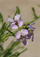 Image result for Fabriciola Baltica Stam. Size: 130 x 185. Source: www.plantarium.ru