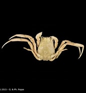 Image result for Dorippe sinica. Size: 171 x 185. Source: www.crustaceology.com