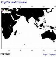 "copiglia Mediterranea" için resim sonucu. Boyutu: 184 x 185. Kaynak: www.st.nmfs.noaa.gov