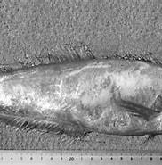 Image result for "psenes Pellucidus". Size: 182 x 145. Source: www.researchgate.net