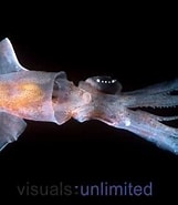 Risultato immagine per "abraliopsis Pfefferi". Dimensioni: 161 x 185. Fonte: alchetron.com