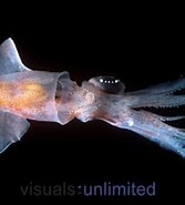 Image result for "abraliopsis Pfefferi". Size: 167 x 185. Source: alchetron.com