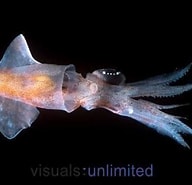 Afbeeldingsresultaten voor "abraliopsis Pfefferi". Grootte: 192 x 185. Bron: alchetron.com