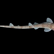 Image result for "schroederichthys Maculatus". Size: 185 x 185. Source: biogeodb.stri.si.edu