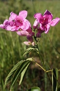 Afbeeldingsresultaten voor Cuspidaria obesa Geslacht. Grootte: 123 x 185. Bron: powo.science.kew.org