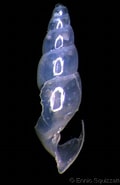 Afbeeldingsresultaten voor "haliellastenostoma". Grootte: 120 x 185. Bron: www.gastropods.com