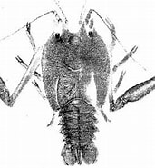Afbeeldingsresultaten voor Eryonoidea. Grootte: 171 x 185. Bron: palaeos.com