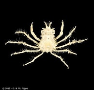 Image result for Prismatopus albanyensis. Size: 194 x 185. Source: www.crustaceology.com