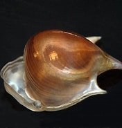 Bilderesultat for Cavolinia uncinata. Størrelse: 176 x 185. Kilde: nudibranchdomain.org
