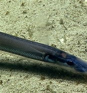 Image result for Aldrovandia phalacra. Size: 174 x 185. Source: fishesofaustralia.net.au