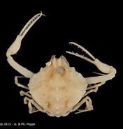 Afbeeldingsresultaten voor Ebalia Onderstam. Grootte: 176 x 185. Bron: www.crustaceology.com