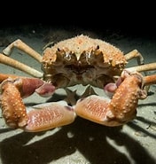 Image result for Grote spinkrab. Size: 176 x 185. Source: museumsvictoria.com.au
