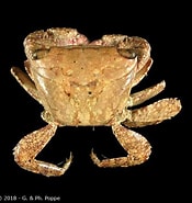 Image result for "metopograpsus Latifrons". Size: 175 x 185. Source: www.crustaceology.com