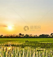 Image result for 夜光草. Size: 173 x 185. Source: 699pic.com
