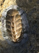 Image result for Acanthopleura granulata Habitat. Size: 139 x 185. Source: www.inaturalist.org