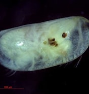 Image result for "obtusoecia Obtusata". Size: 176 x 185. Source: www.marinespecies.org