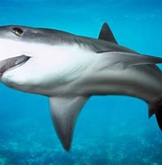Afbeeldingsresultaten voor Sierlijke haai. Grootte: 182 x 185. Bron: de-marne.nieuws.nl