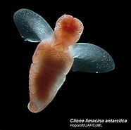 Image result for "clione limacina Antarctica". Size: 186 x 185. Source: www.pinterest.fr