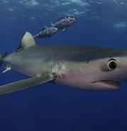 Image result for blauwe haai gevaarlijk. Size: 179 x 185. Source: duiken.nl