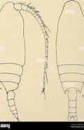 Afbeeldingsresultaten voor "chiridius Polaris". Grootte: 120 x 185. Bron: www.alamy.com