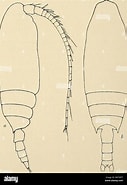 Afbeeldingsresultaten voor "chiridius Polaris". Grootte: 127 x 185. Bron: www.alamy.com