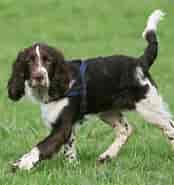 Image result for World Dansk Fritid Husdyr Hunde Racer Apporterende jagthunde Engelsk springer spaniel. Size: 174 x 185. Source: muy.dk