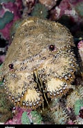 Afbeeldingsresultaten voor "parribacus Antarcticus". Grootte: 120 x 185. Bron: www.alamy.com