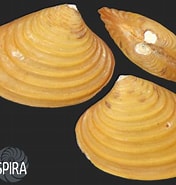 Afbeeldingsresultaten voor "astarte Elliptica". Grootte: 176 x 185. Bron: allspira.com