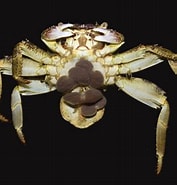 Afbeeldingsresultaten voor Sacculinidae Wikipedia. Grootte: 177 x 185. Bron: ffish.asia