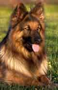 Image result for World Dansk Fritid Husdyr hunde racer. Size: 120 x 185. Source: pxhere.com