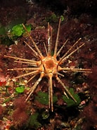 Image result for Eucidaris tribuloides Onderklasse. Size: 138 x 185. Source: www.atlantisgozo.com