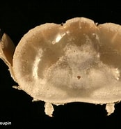 Image result for Aethra edentata Geslacht. Size: 174 x 185. Source: inpn.mnhn.fr