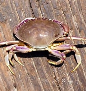 Graceful Crab కోసం చిత్ర ఫలితం. పరిమాణం: 174 x 185. మూలం: www.pierfishing.com