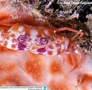 Image result for Carupa tenuipes. Size: 189 x 185. Source: nl.reeflex.net
